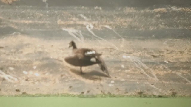 Cackling Goose (minima) - ML621870103