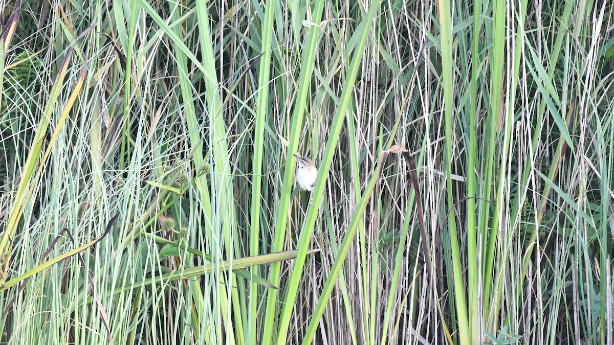 Sedge Warbler - ML621870104