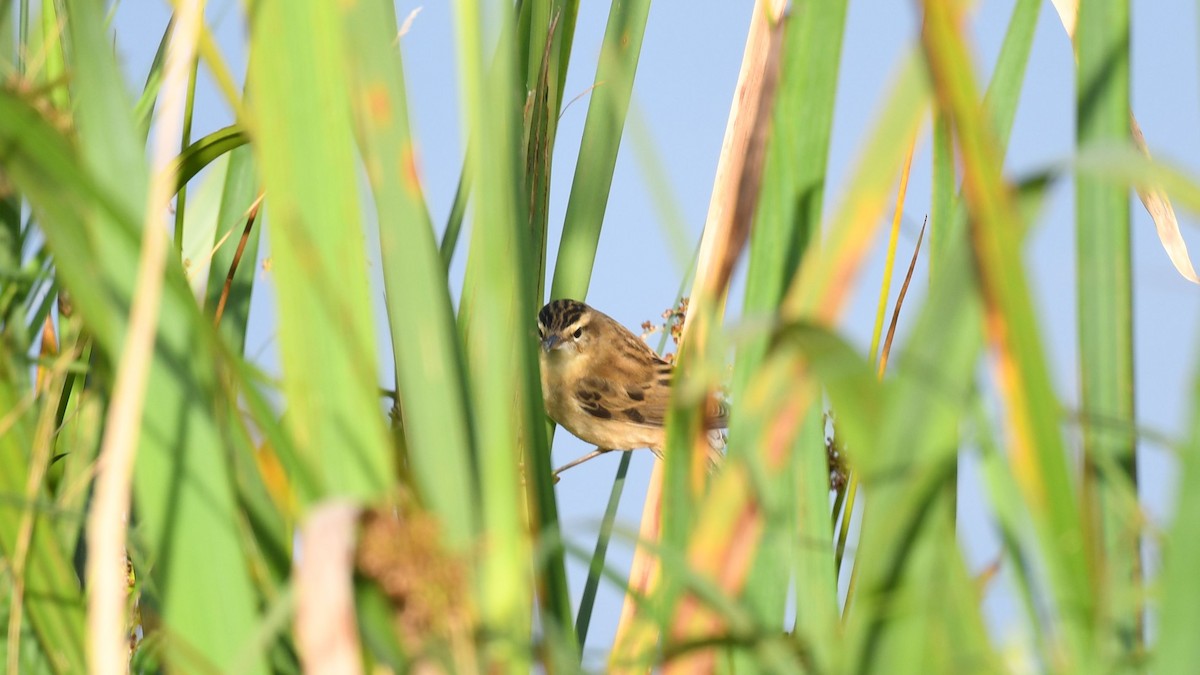 Sedge Warbler - ML621870105