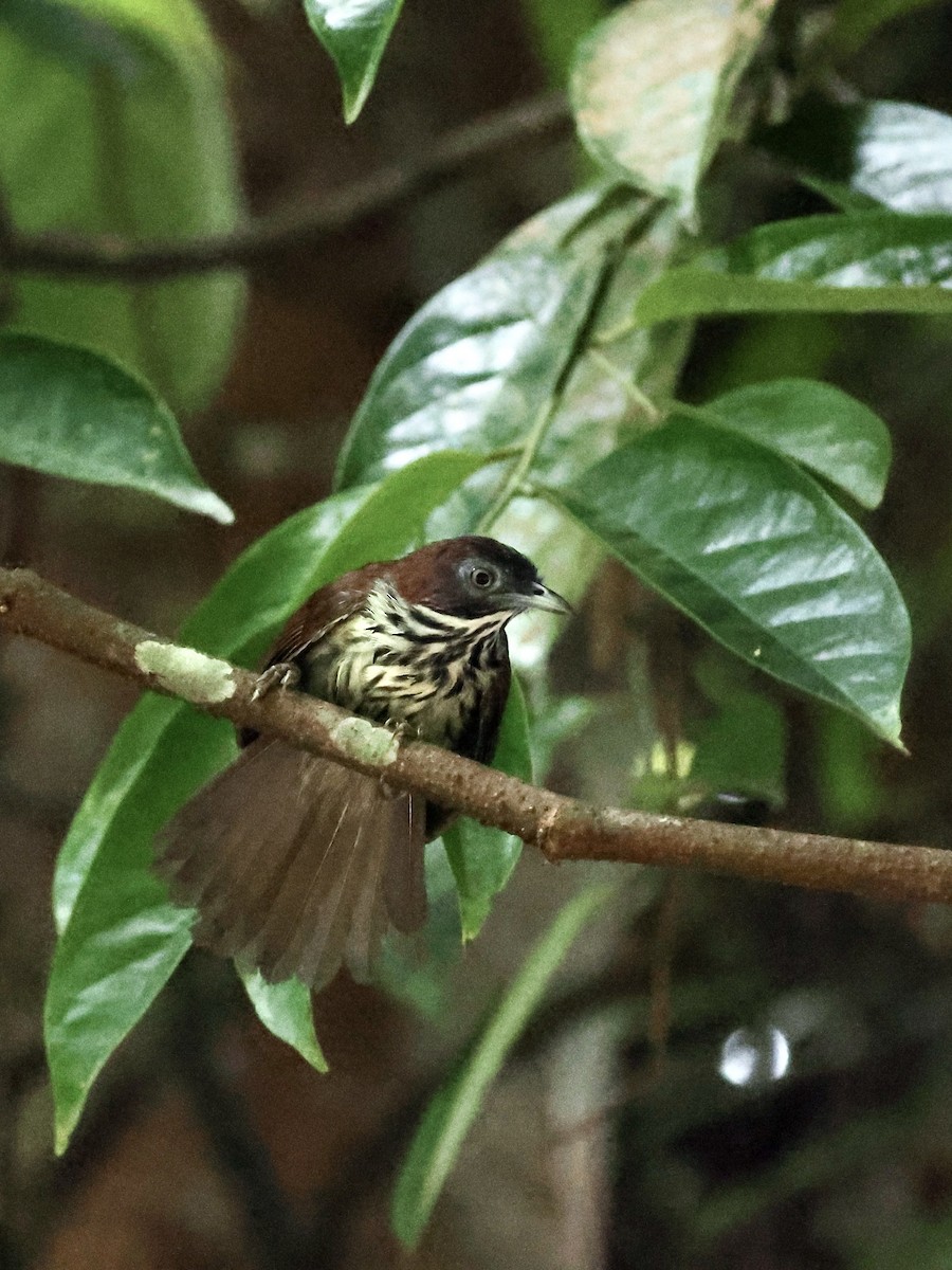 Bold-striped Tit-Babbler - ML621870120