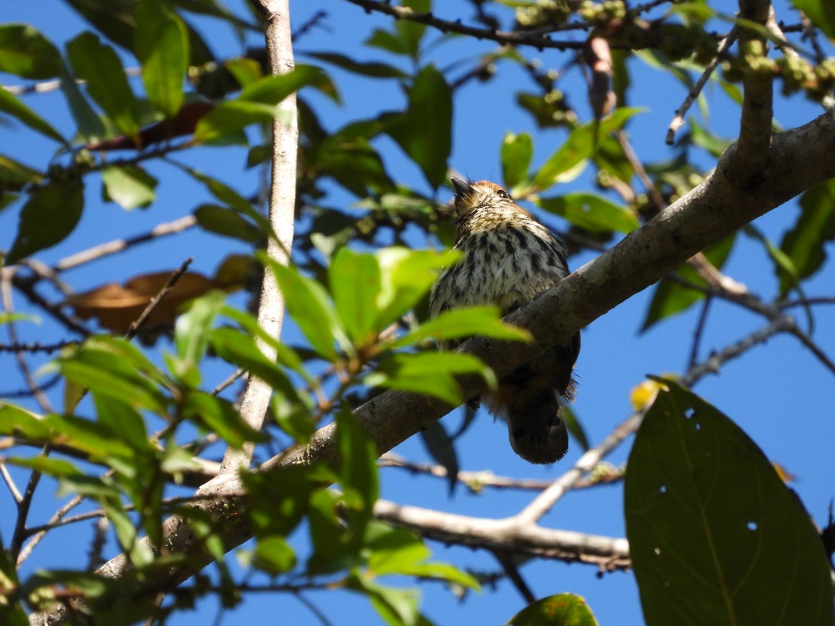 Lanceolated Monklet - ML621870122