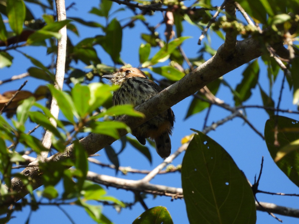 Lanceolated Monklet - ML621870123
