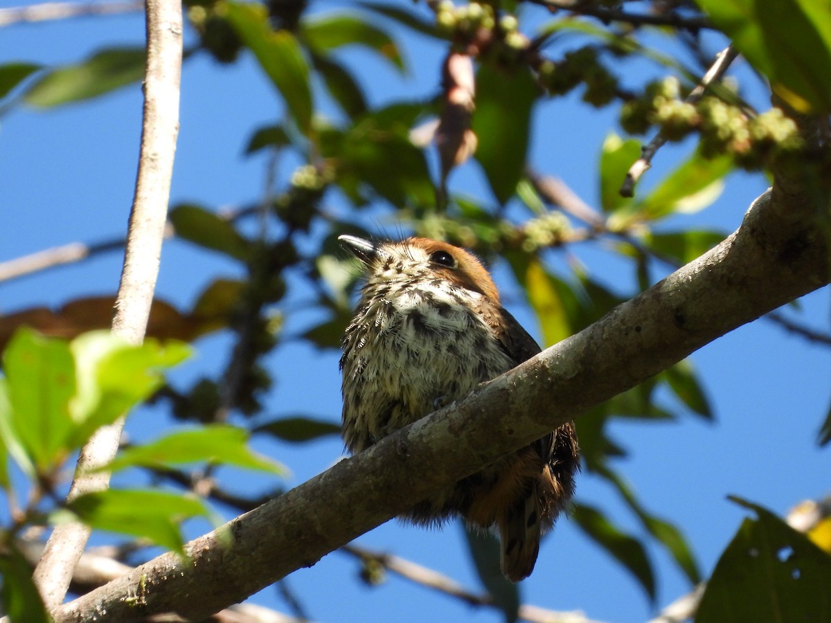Lanceolated Monklet - ML621870124