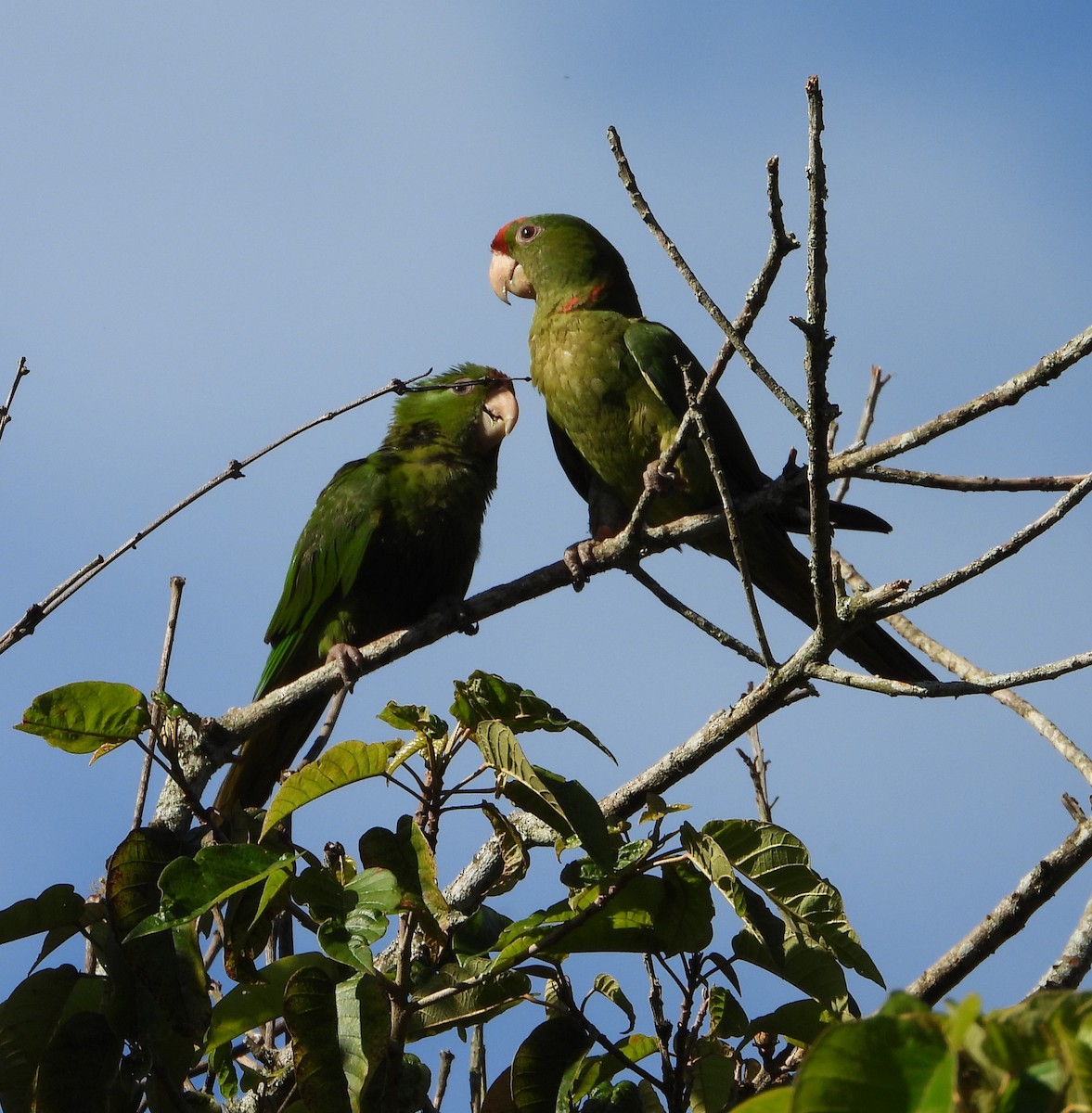 Scarlet-fronted Parakeet - ML621870133