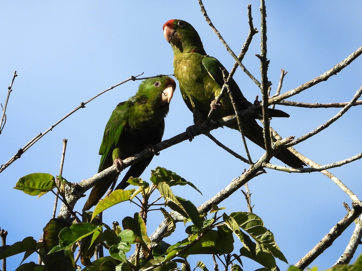 Scarlet-fronted Parakeet - Manuel Pérez R.