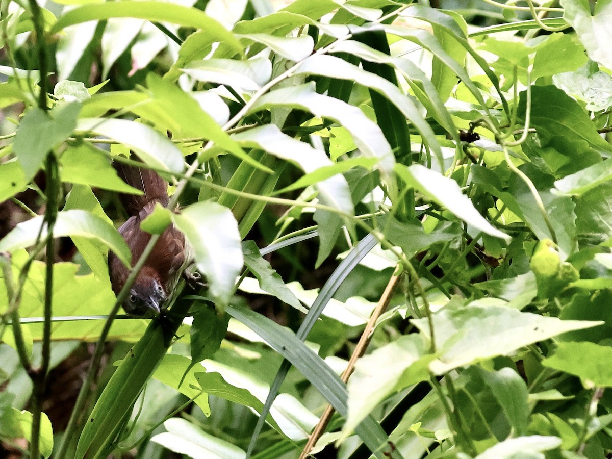 Bold-striped Tit-Babbler - ML621870154