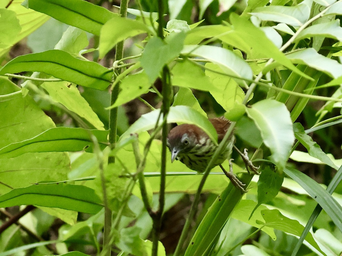 Bold-striped Tit-Babbler - ML621870162