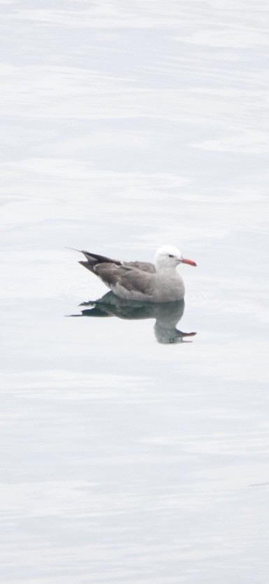 Heermann's Gull - ML621870194