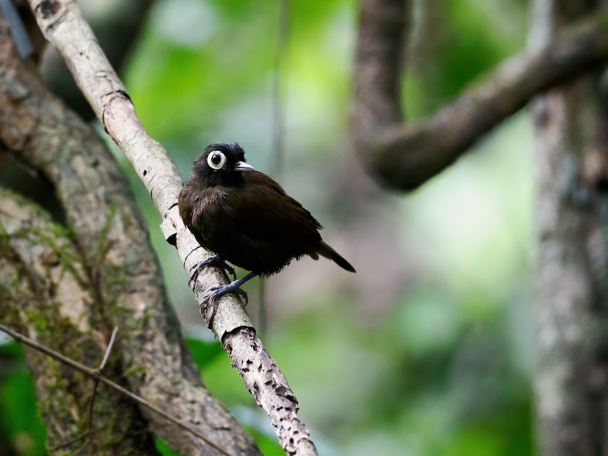 Bare-eyed Antbird - ML621870200