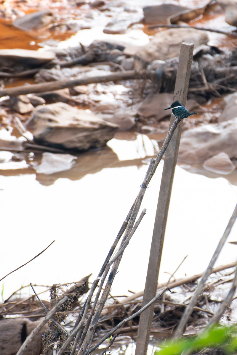 Green Kingfisher - ML621870216