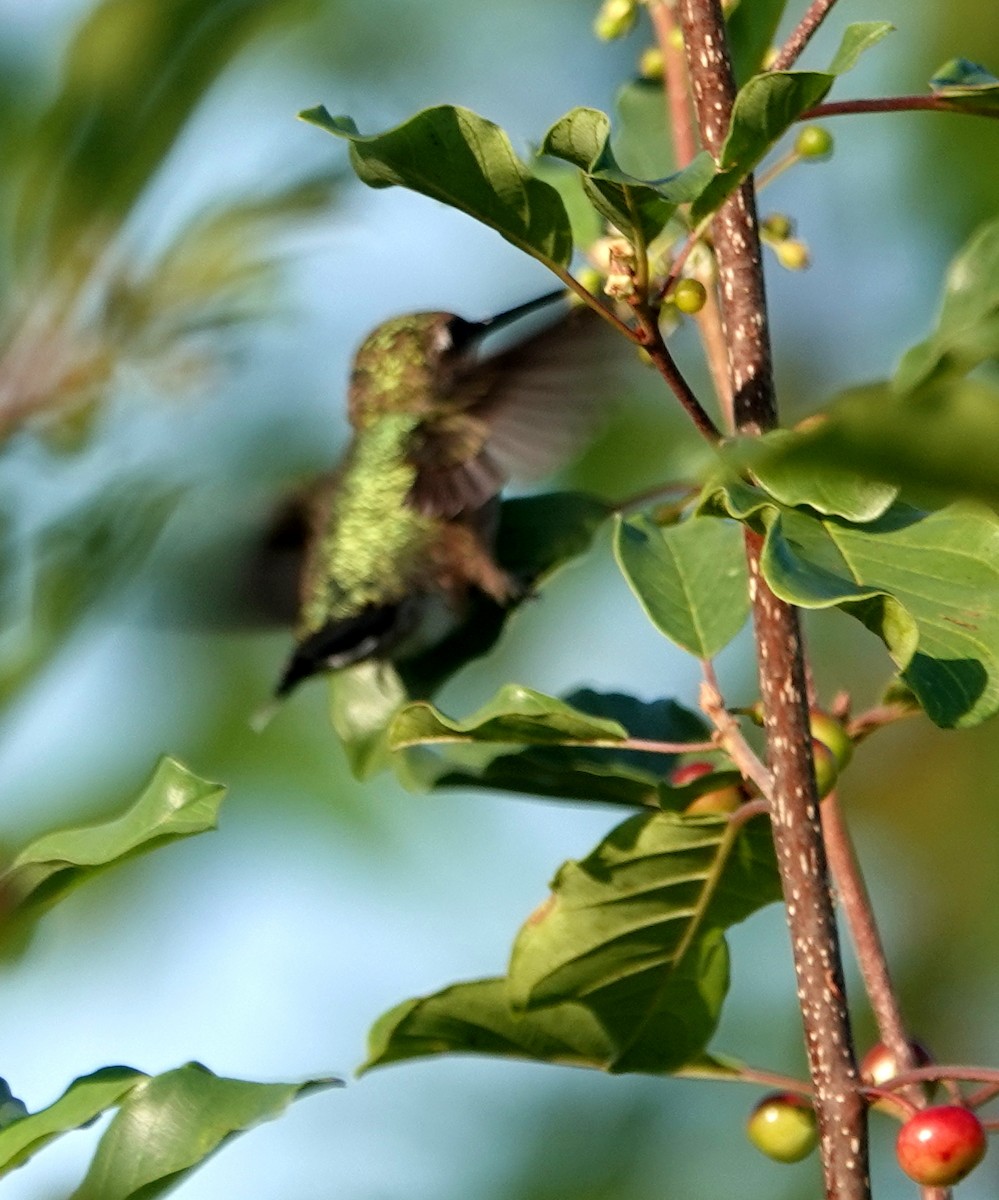 Ruby-throated Hummingbird - ML621870220