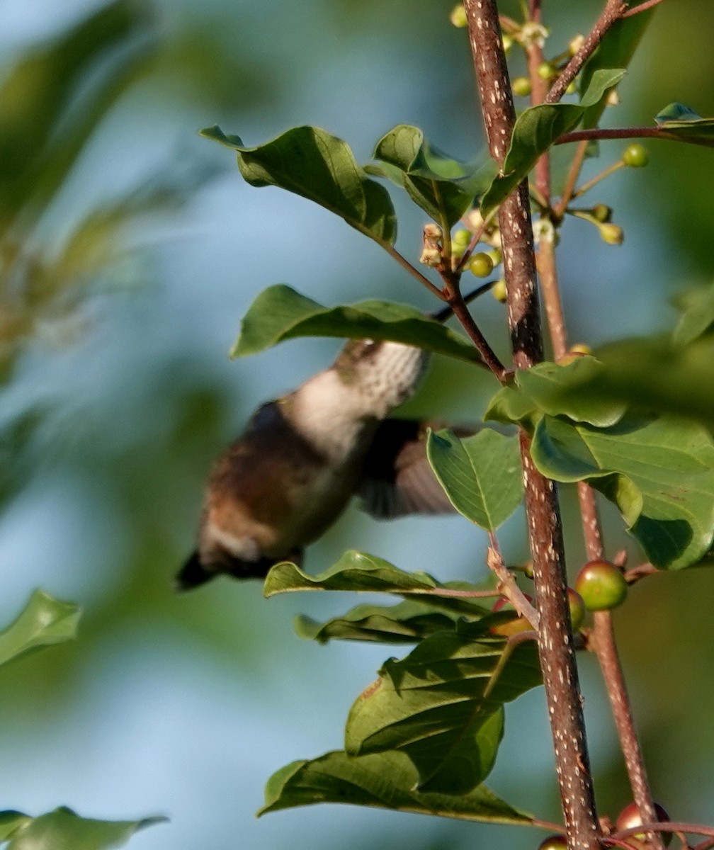 Ruby-throated Hummingbird - ML621870221