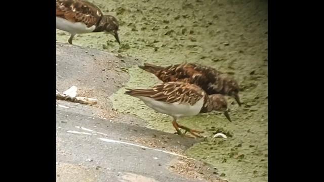 Ruddy Turnstone - ML621870222