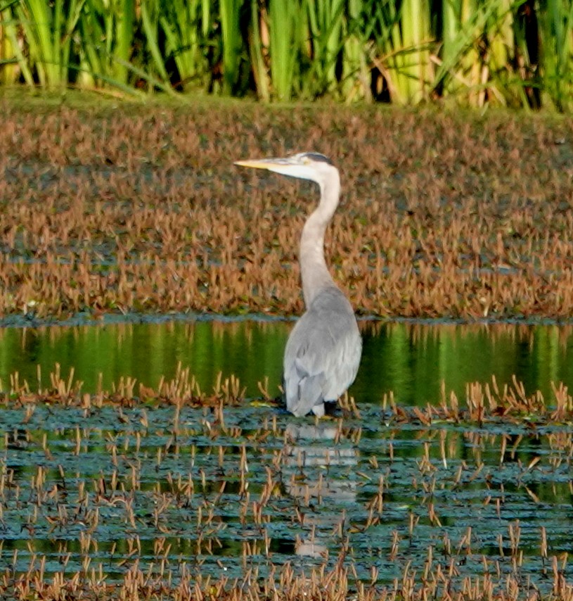 Great Blue Heron - ML621870225