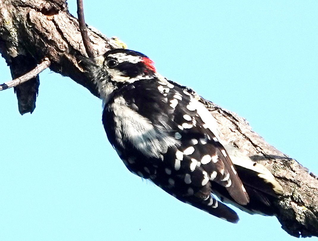 Downy Woodpecker - ML621870234