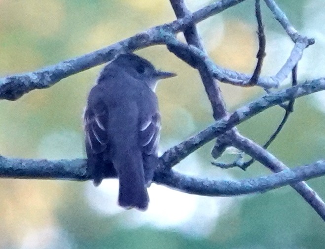 Eastern Wood-Pewee - ML621870242