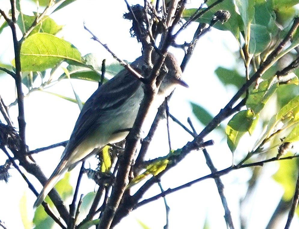 Alder Flycatcher - ML621870243