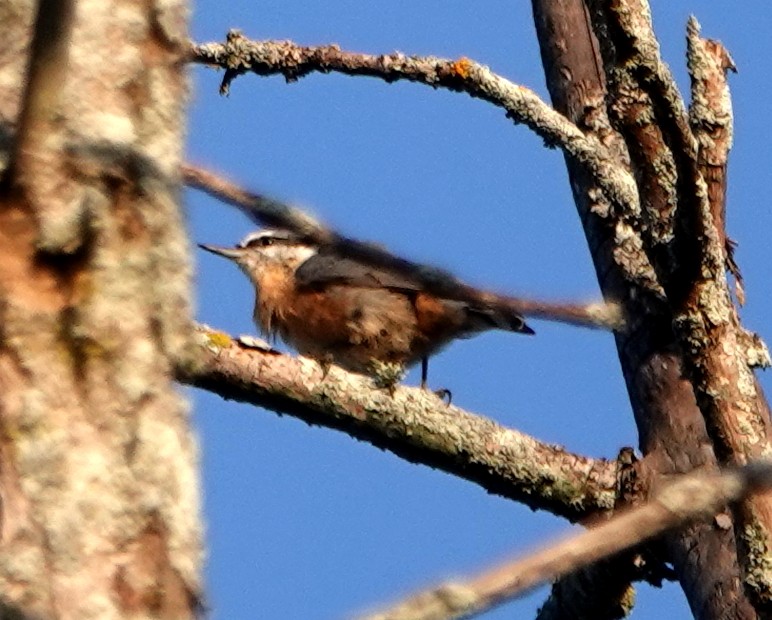 Red-breasted Nuthatch - ML621870265