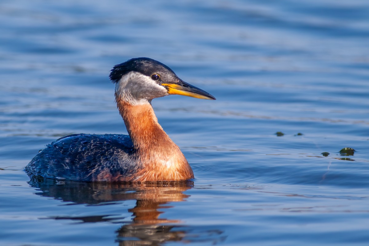 Red-necked Grebe - ML621870266