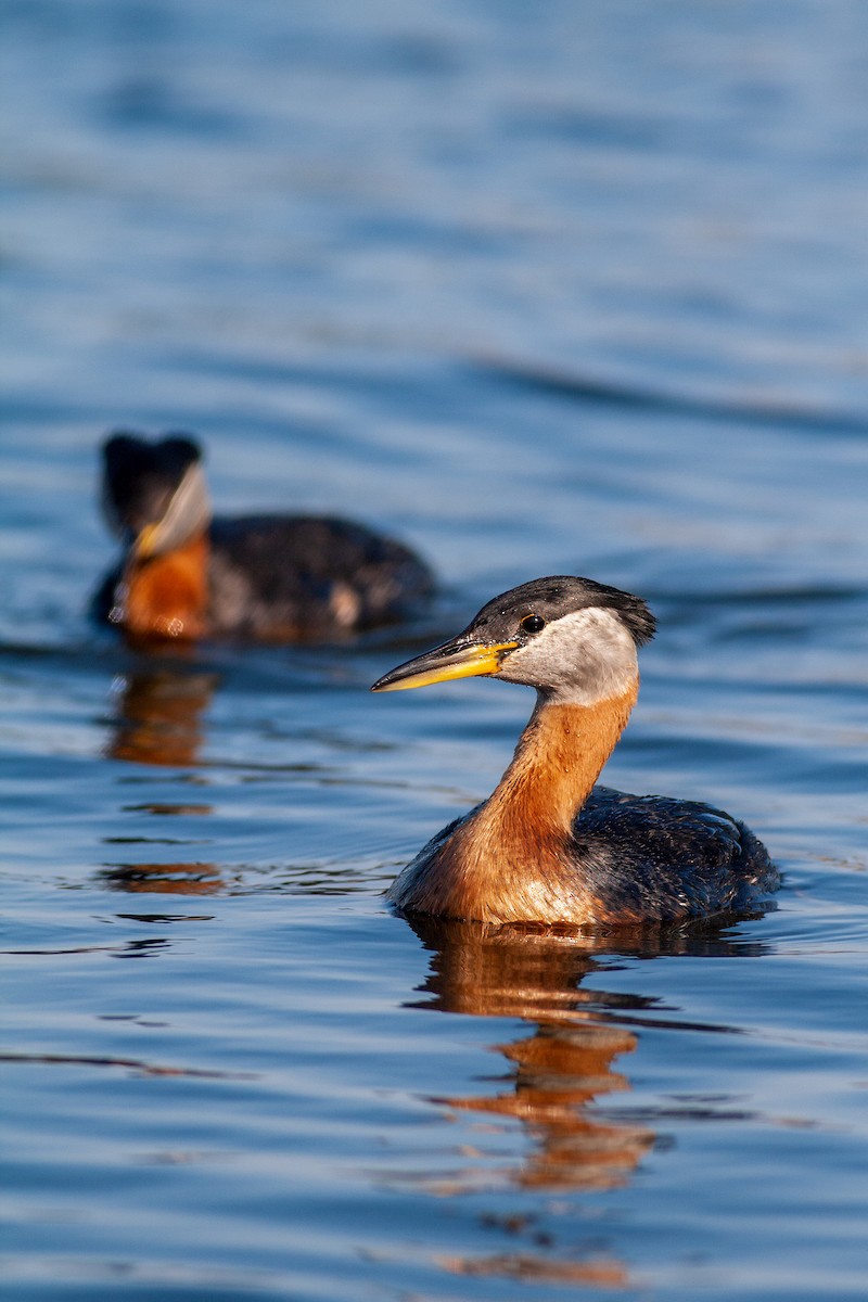 Red-necked Grebe - ML621870267