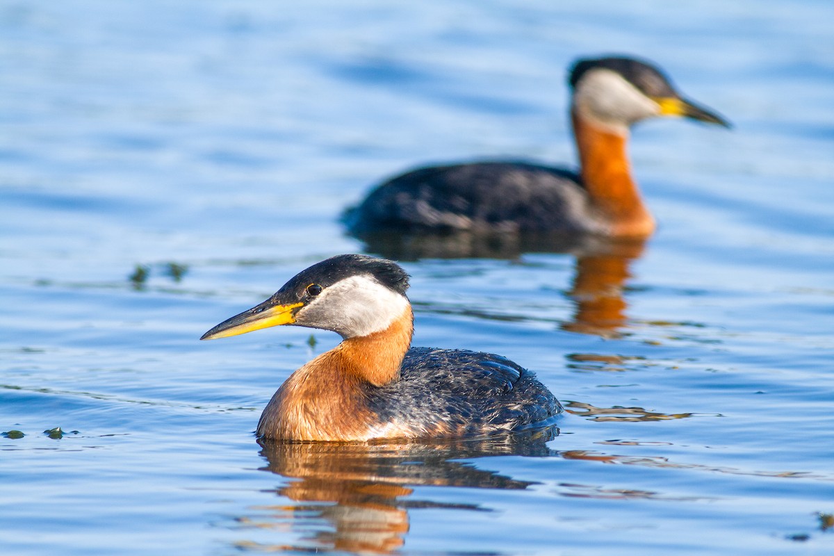 Red-necked Grebe - ML621870268