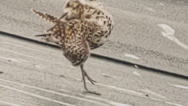 Pacific Golden-Plover - ML621870294