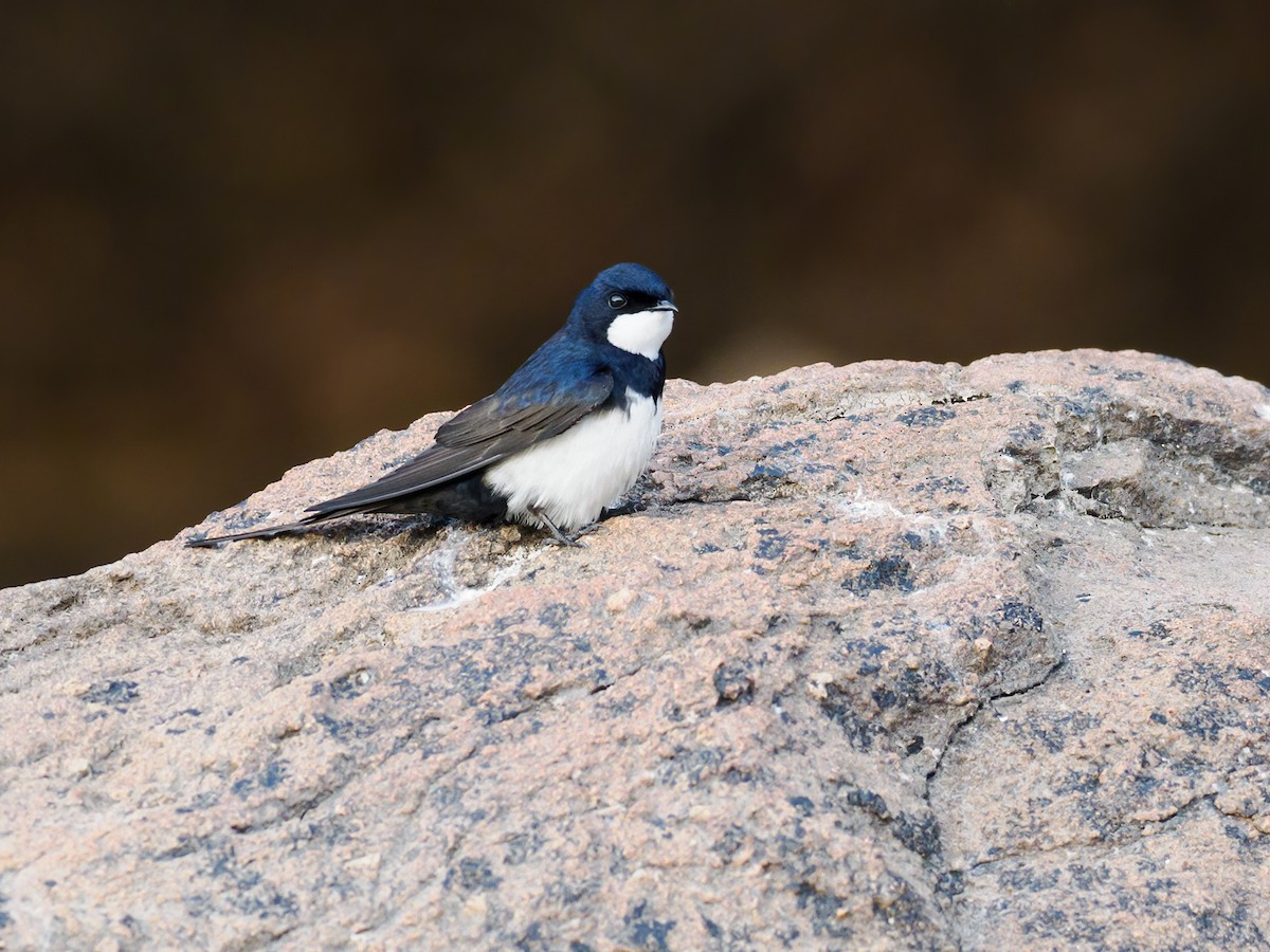 Black-collared Swallow - Nick Athanas