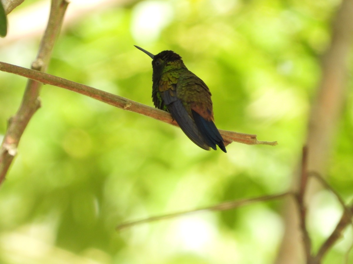 Copper-rumped Hummingbird - ML621870323