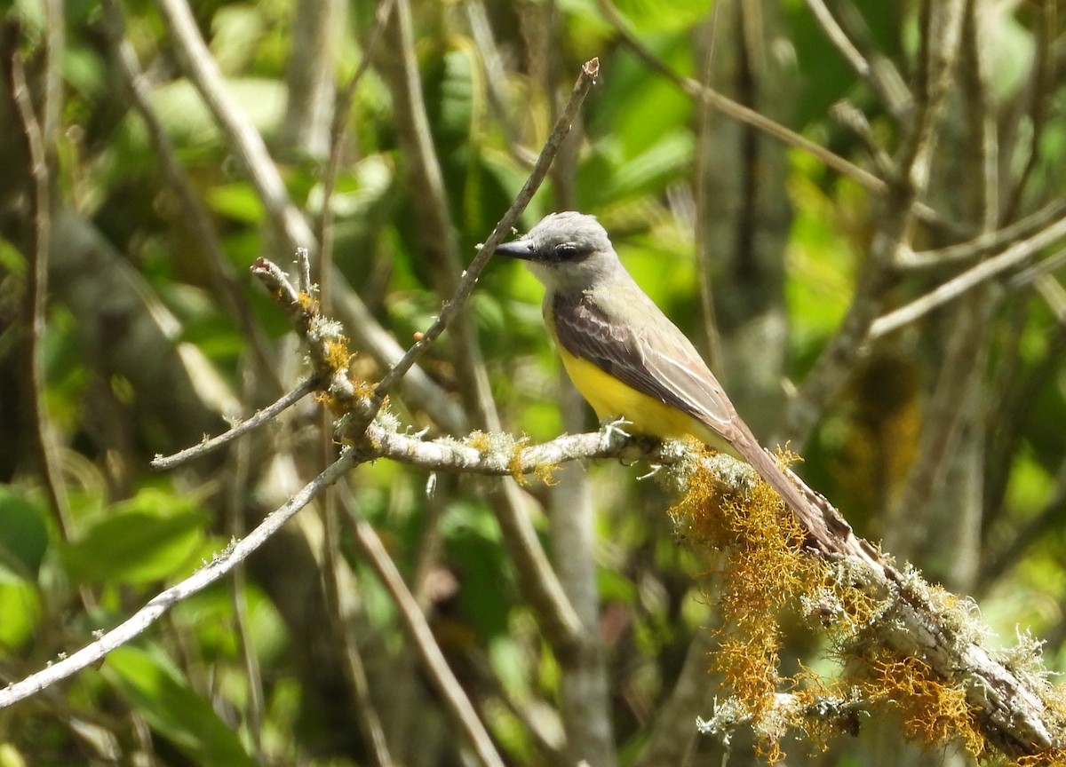 Tropical Kingbird - Manuel Pérez R.