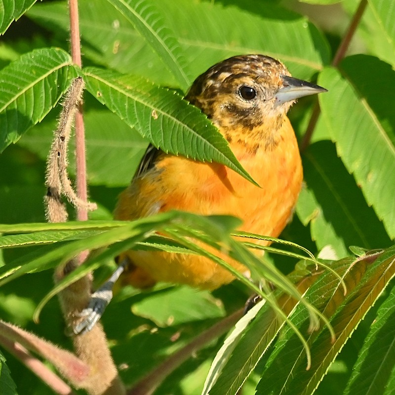 Oriole de Baltimore - ML621870356