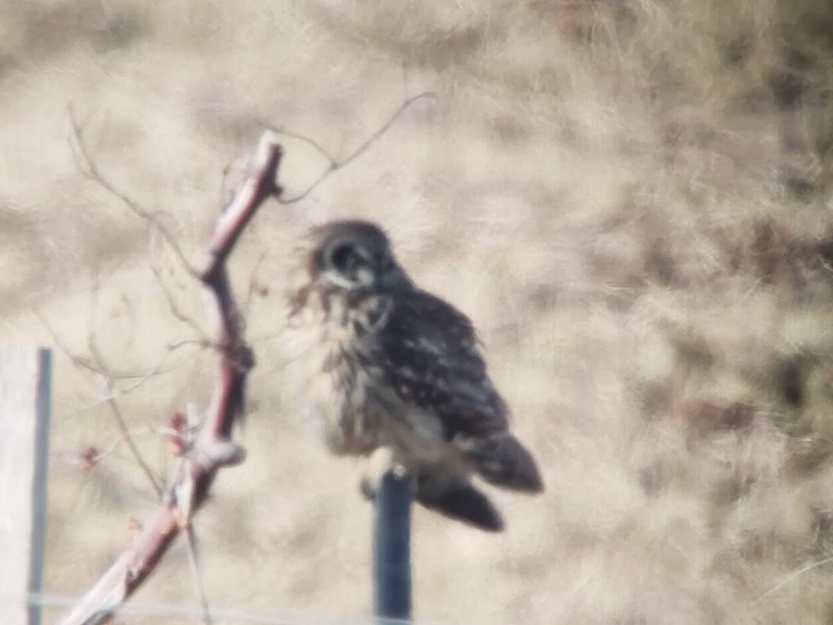 Short-eared Owl (Hawaiian) - ML621870363