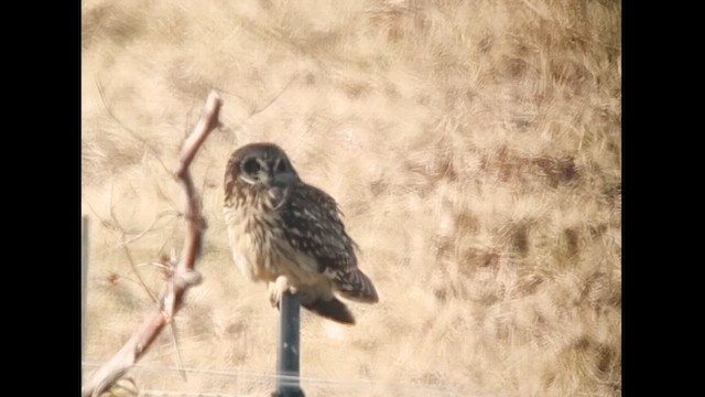 Short-eared Owl (Hawaiian) - ML621870365