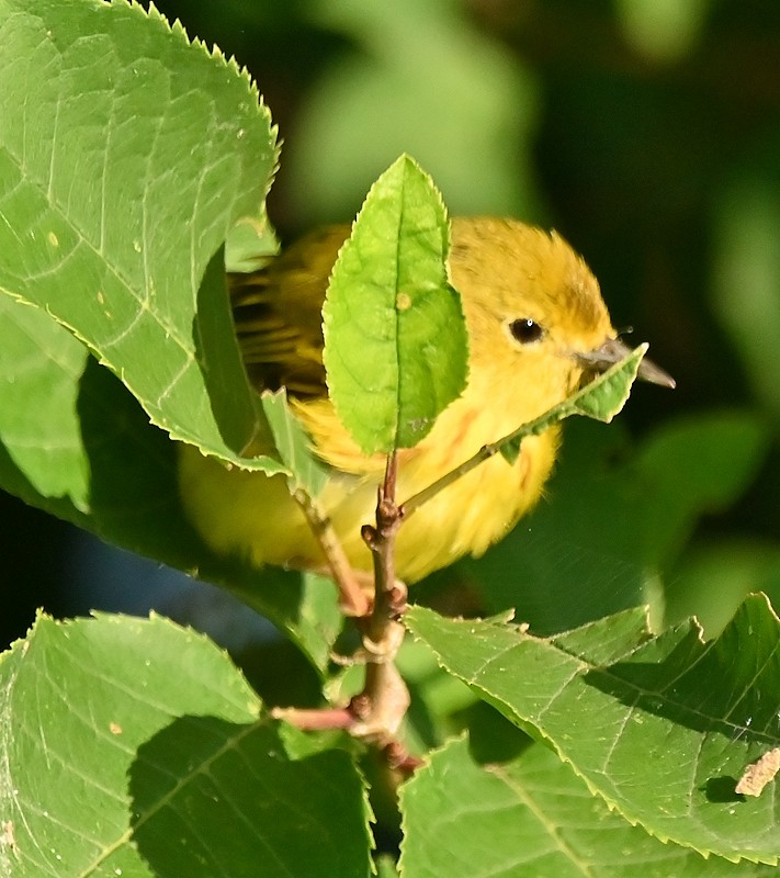 Yellow Warbler - ML621870366