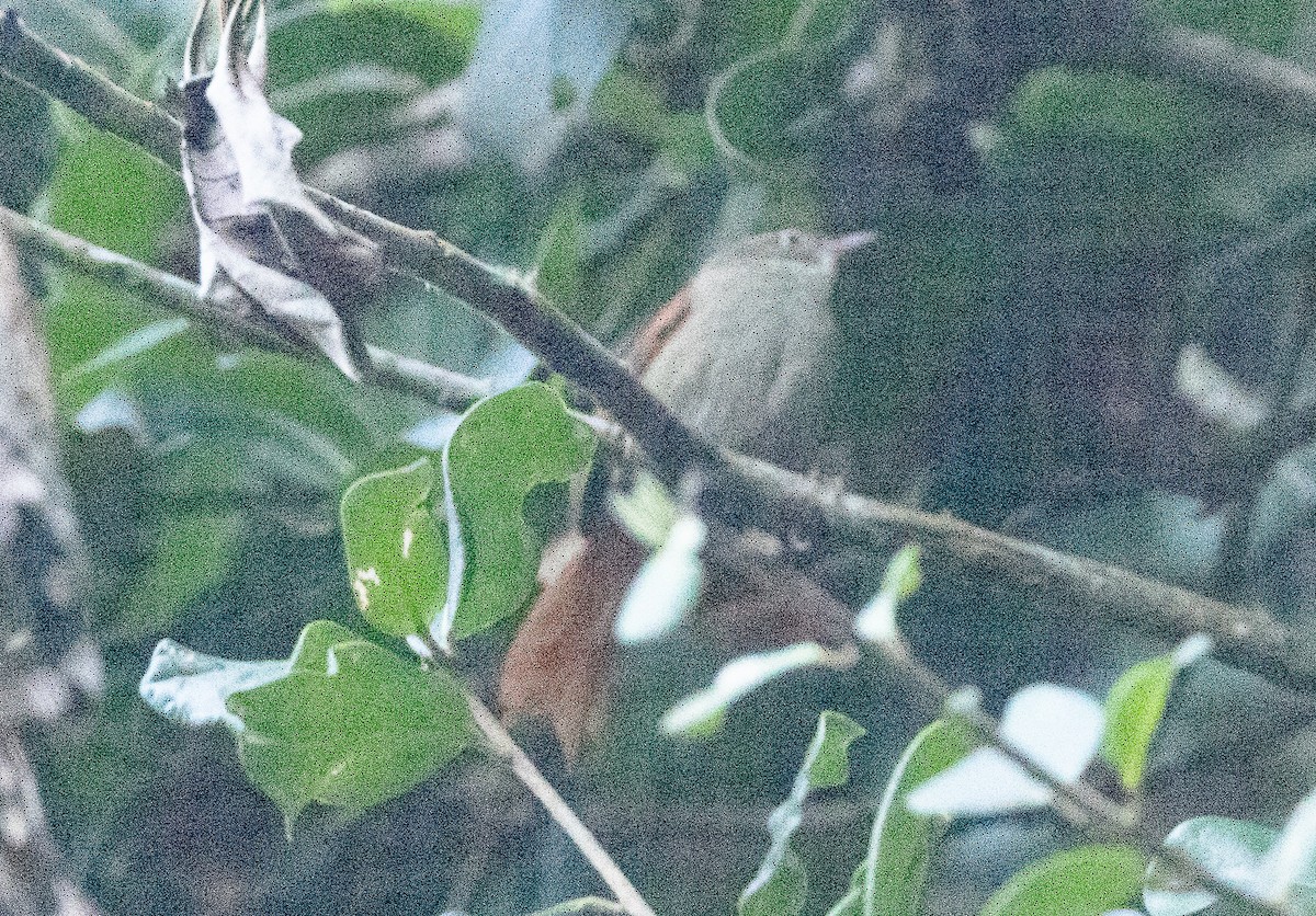 Streak-capped Spinetail - ML621870371