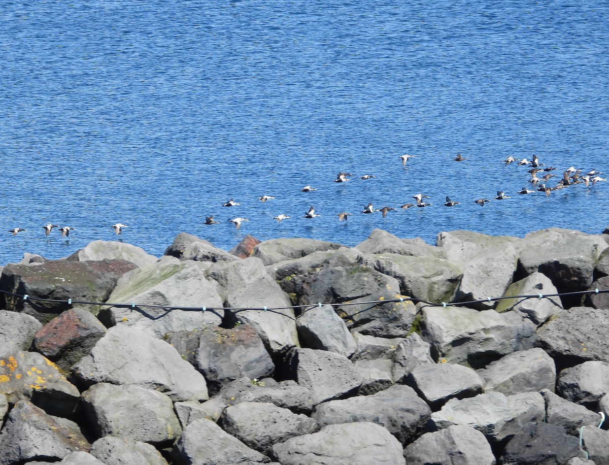 Common Eider - ML621870471