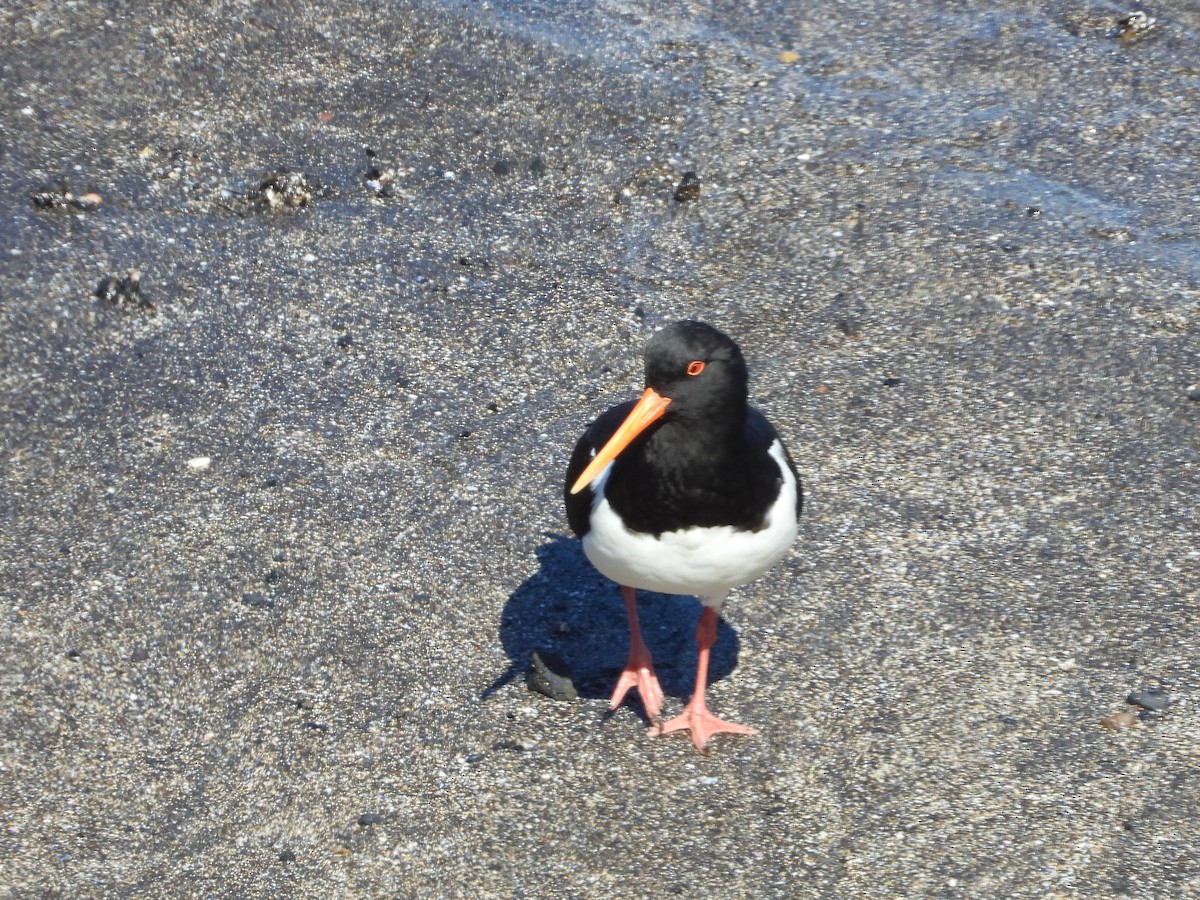 Eurasian Oystercatcher - ML621870475