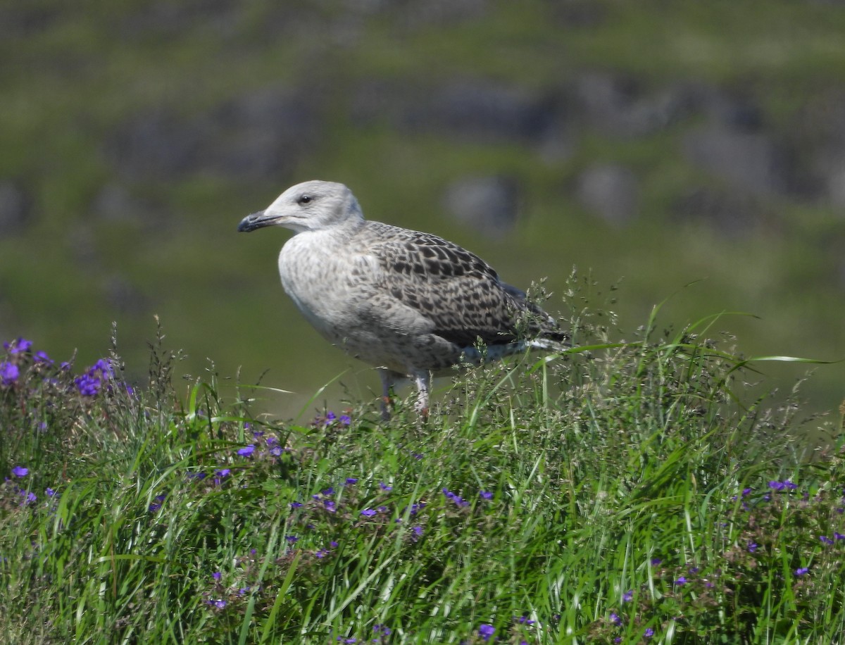 Great Black-backed Gull - ML621870492