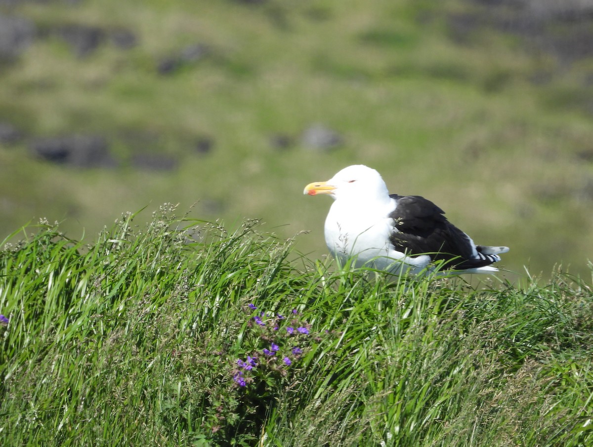 Great Black-backed Gull - ML621870493