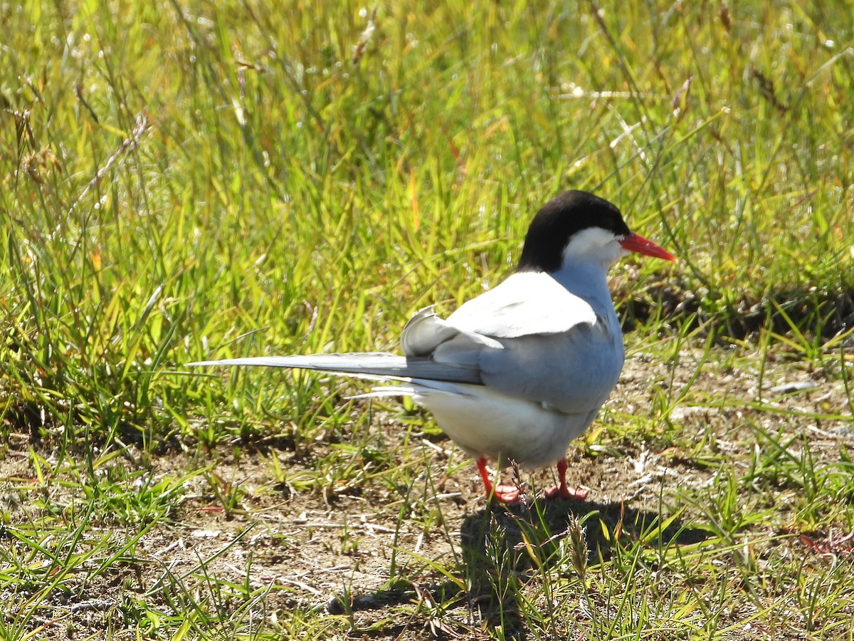 Arctic Tern - ML621870514