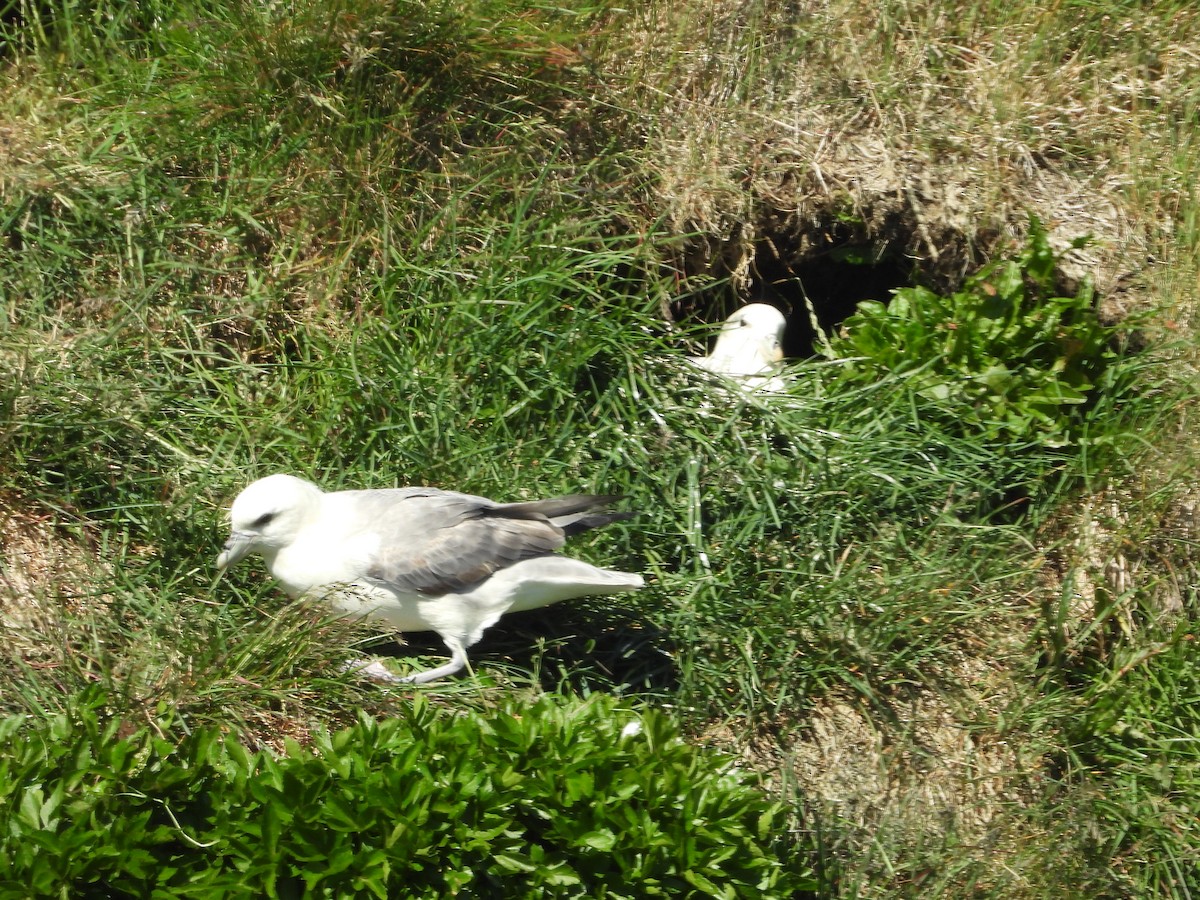 Fulmar Boreal - ML621870526