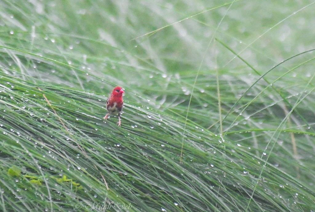 Bengalí Rojo - ML621870528