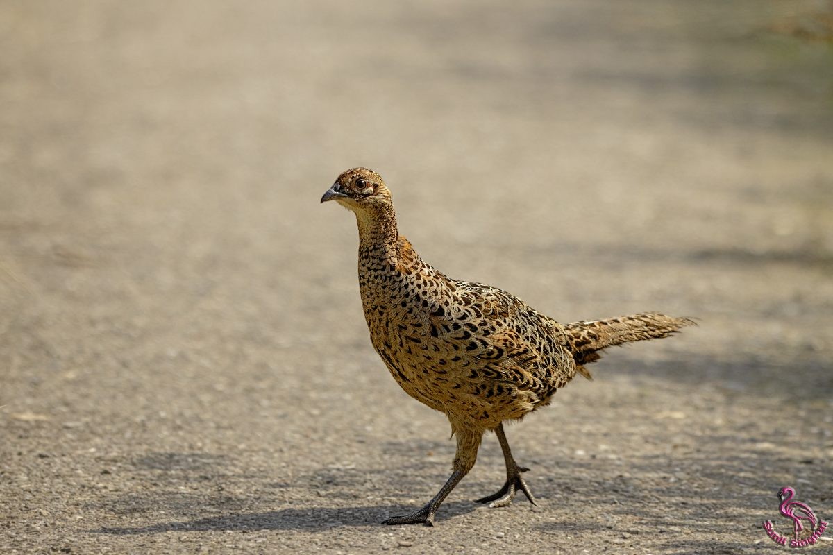 Ring-necked Pheasant - ML621870566