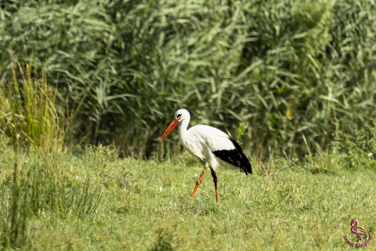 White Stork - ML621870574