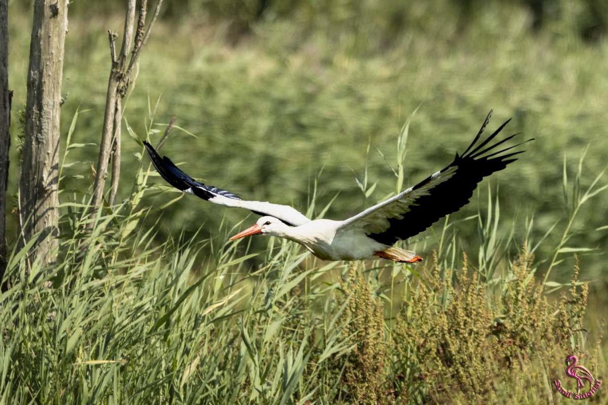 White Stork - Sunil Singhal