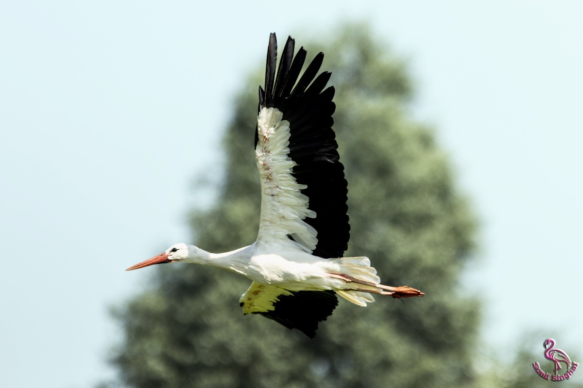 White Stork - ML621870576