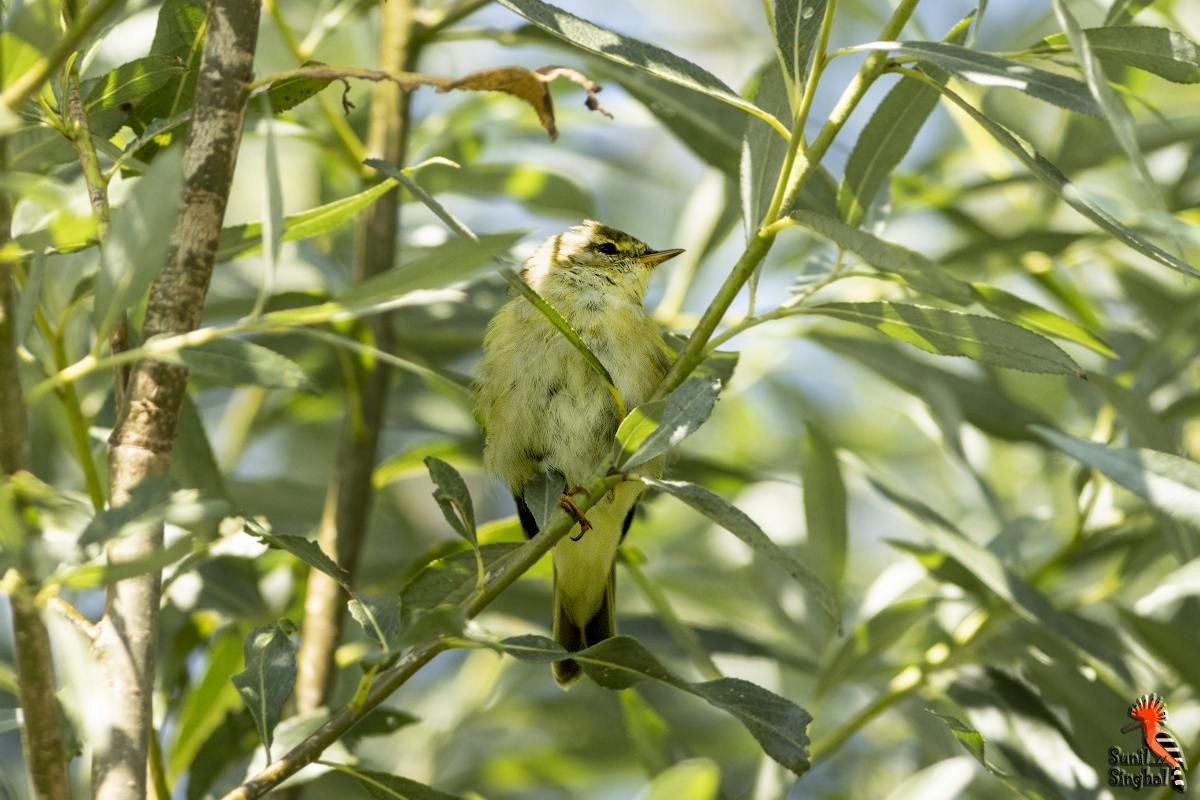 Willow Warbler - Sunil Singhal