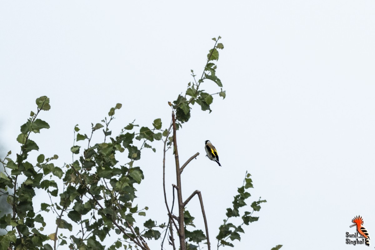 Chardonneret élégant - ML621870585