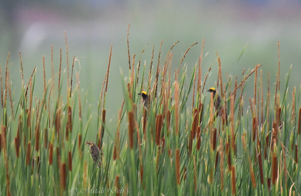 Streaked Weaver - ML621870588