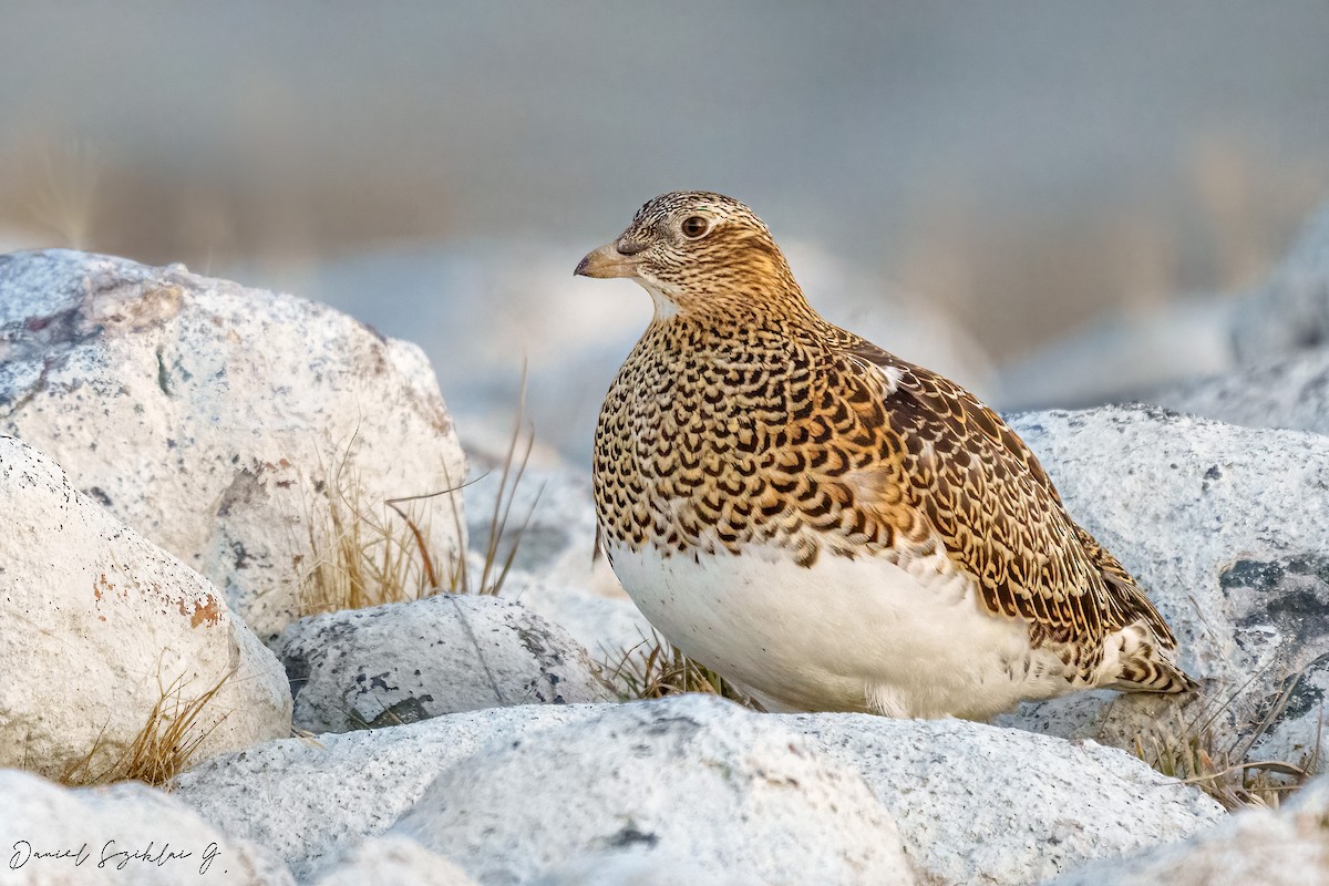 White-bellied Seedsnipe - ML621870606