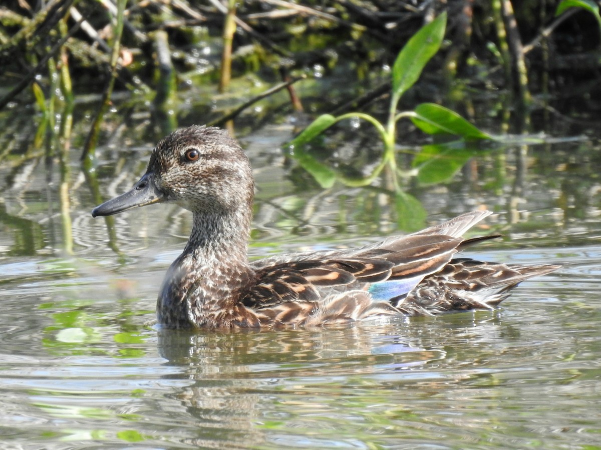 Green-winged Teal - ML621870651